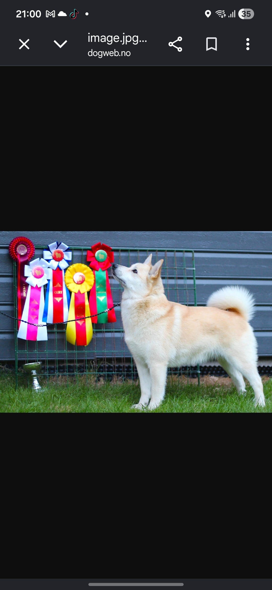 Norsk Buhund valper ventes 4-5 september