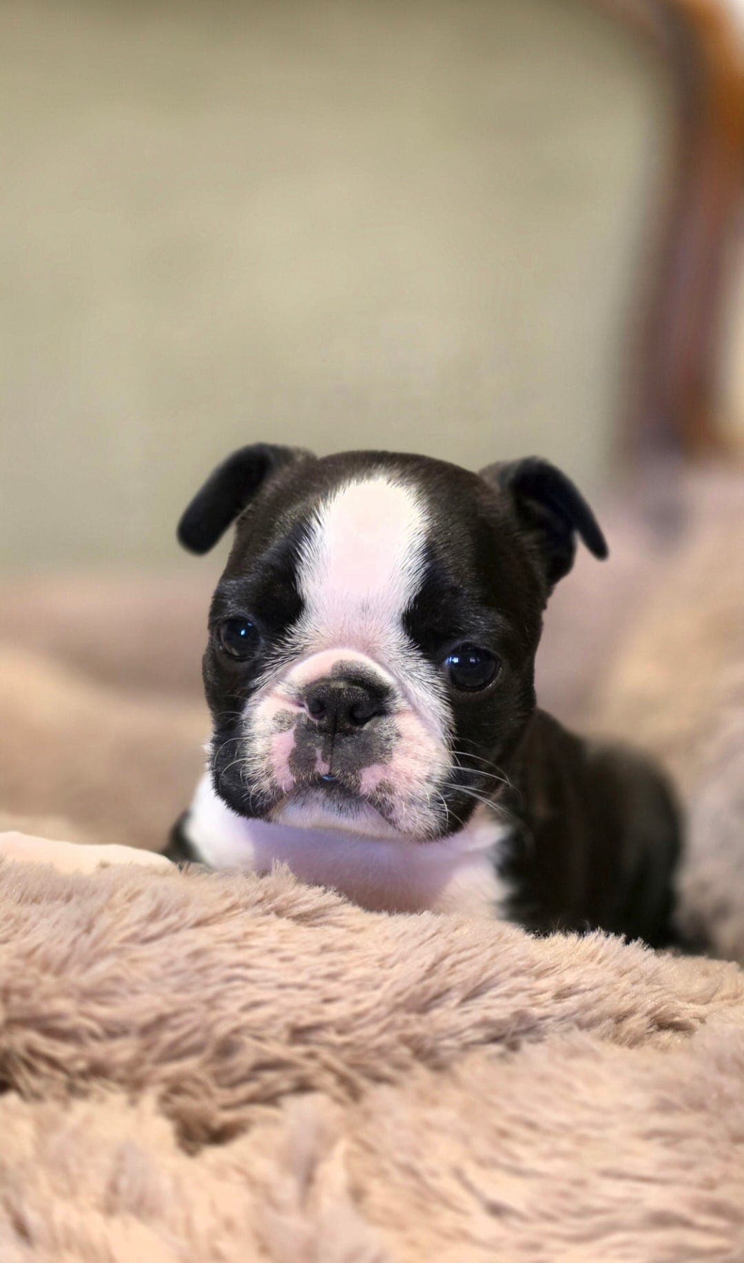 Boston Terrier tispe