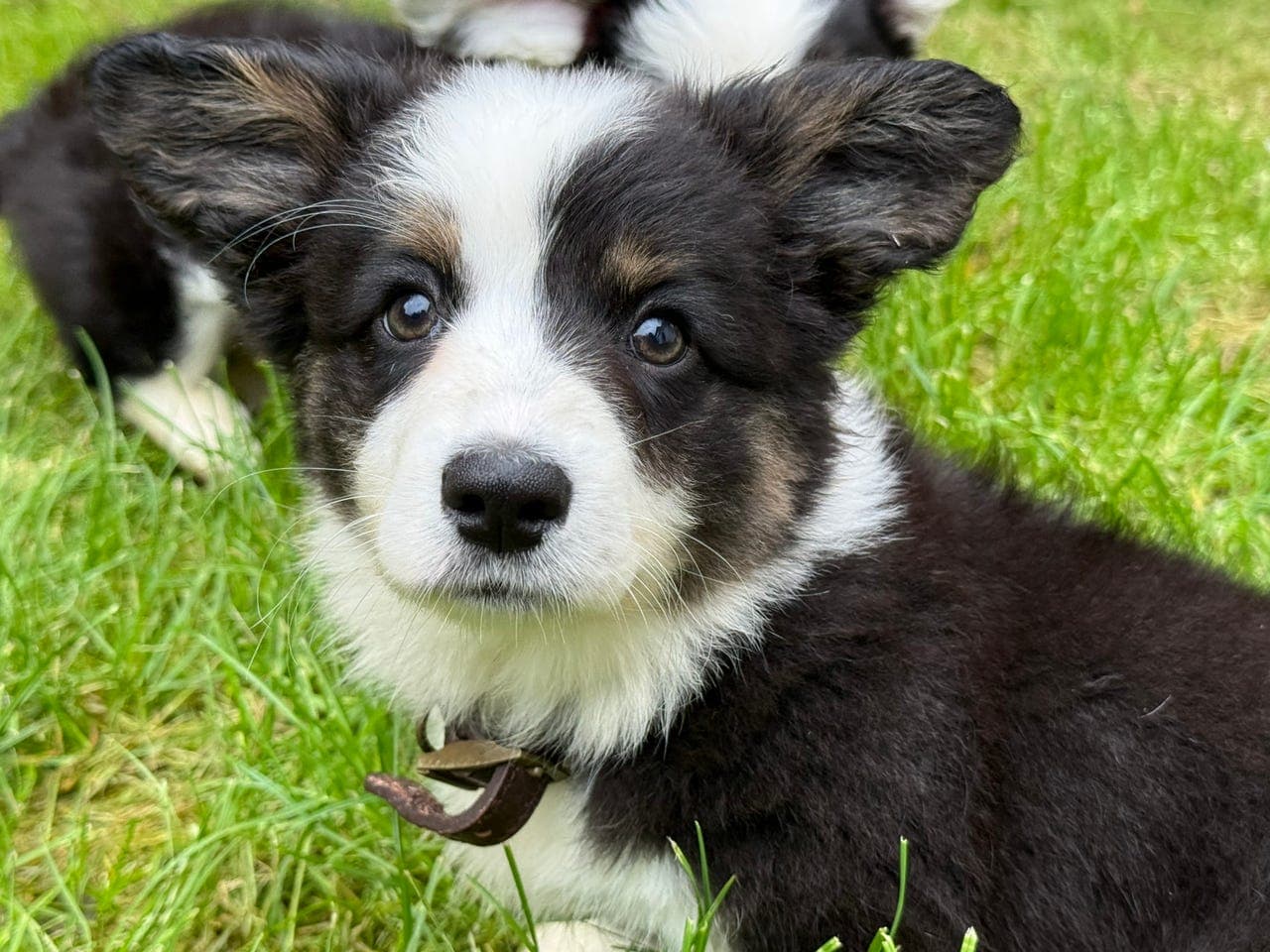 Welsh corgi cardigan