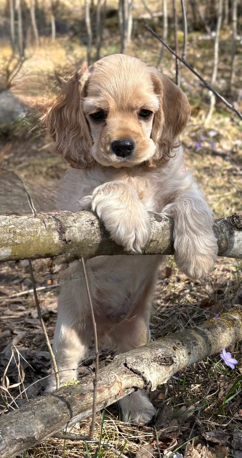 Am. Coker Spaniel ventes