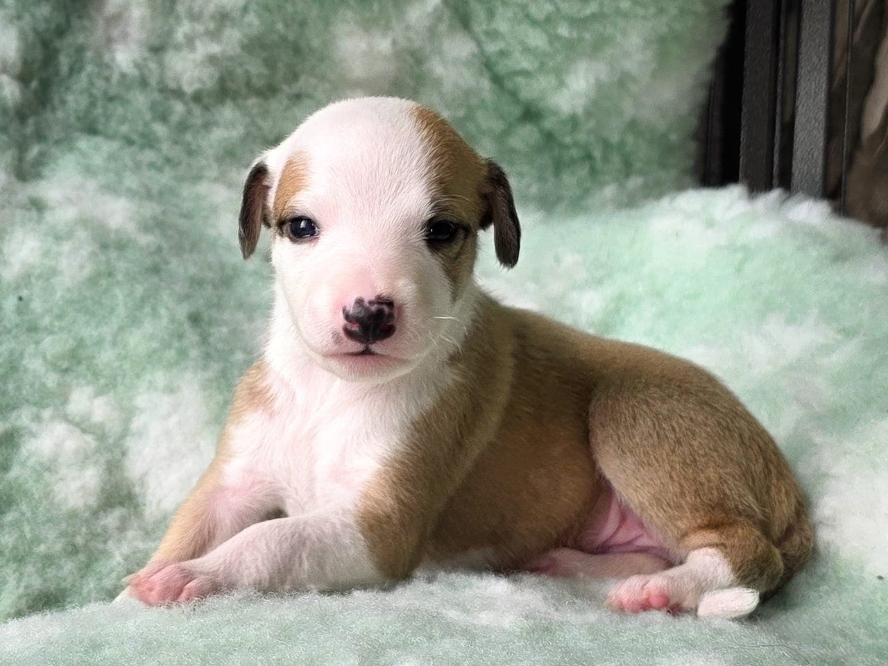 Vakre whippetvalper