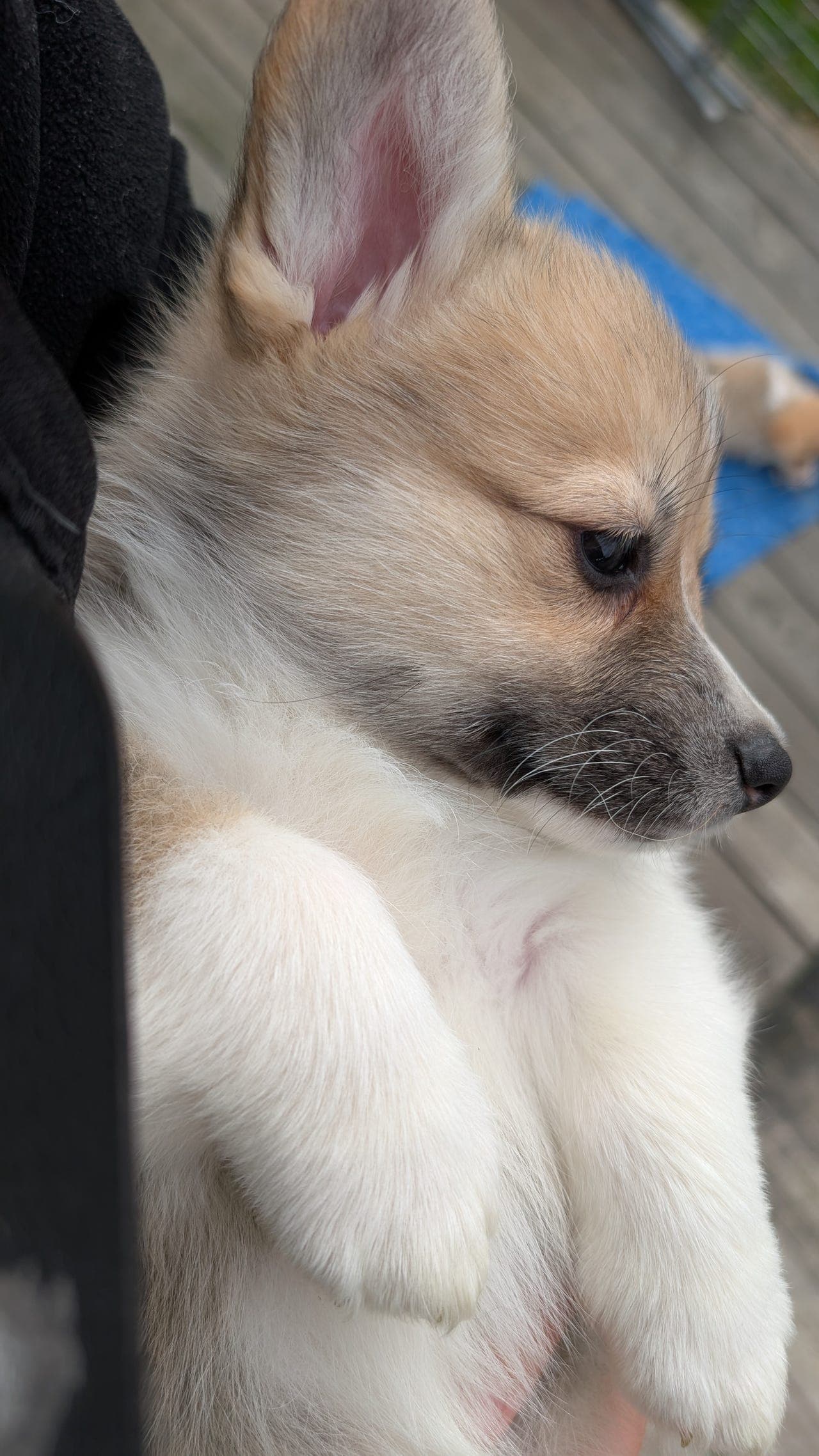 STOR FARE for å bli bergtatt av Nydelig corgi Pembroke tispe