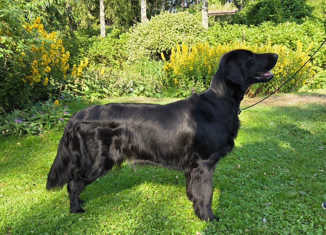 Flat Coated Retriever ( Flatcoated Retriever )