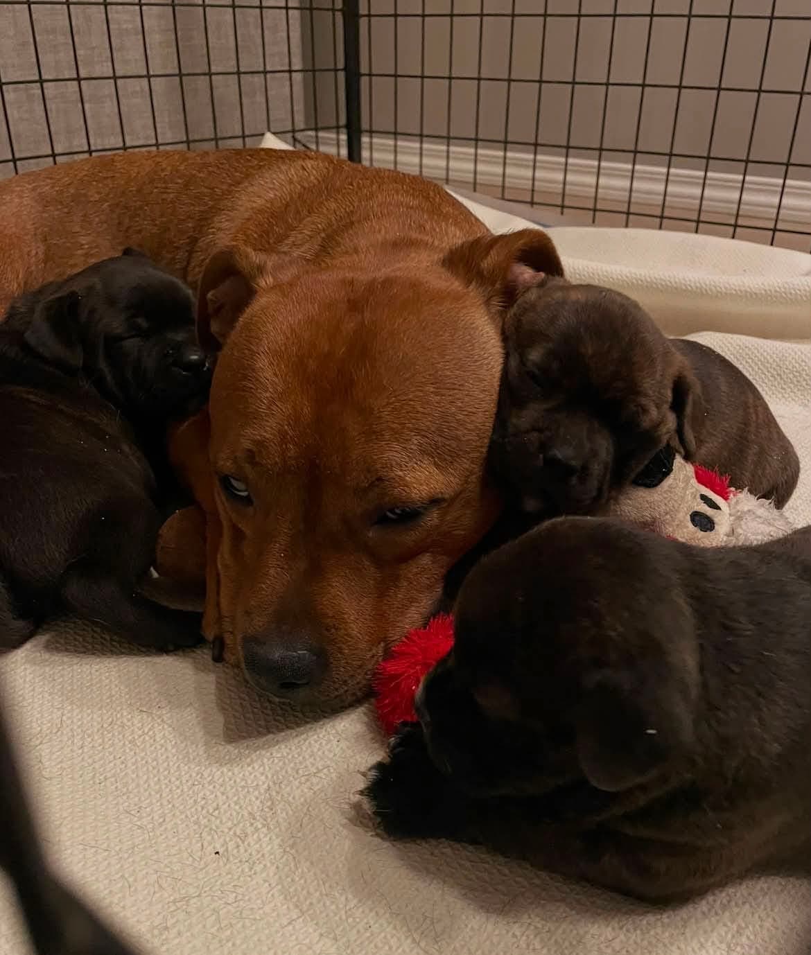Staffordshire bullterrier valper