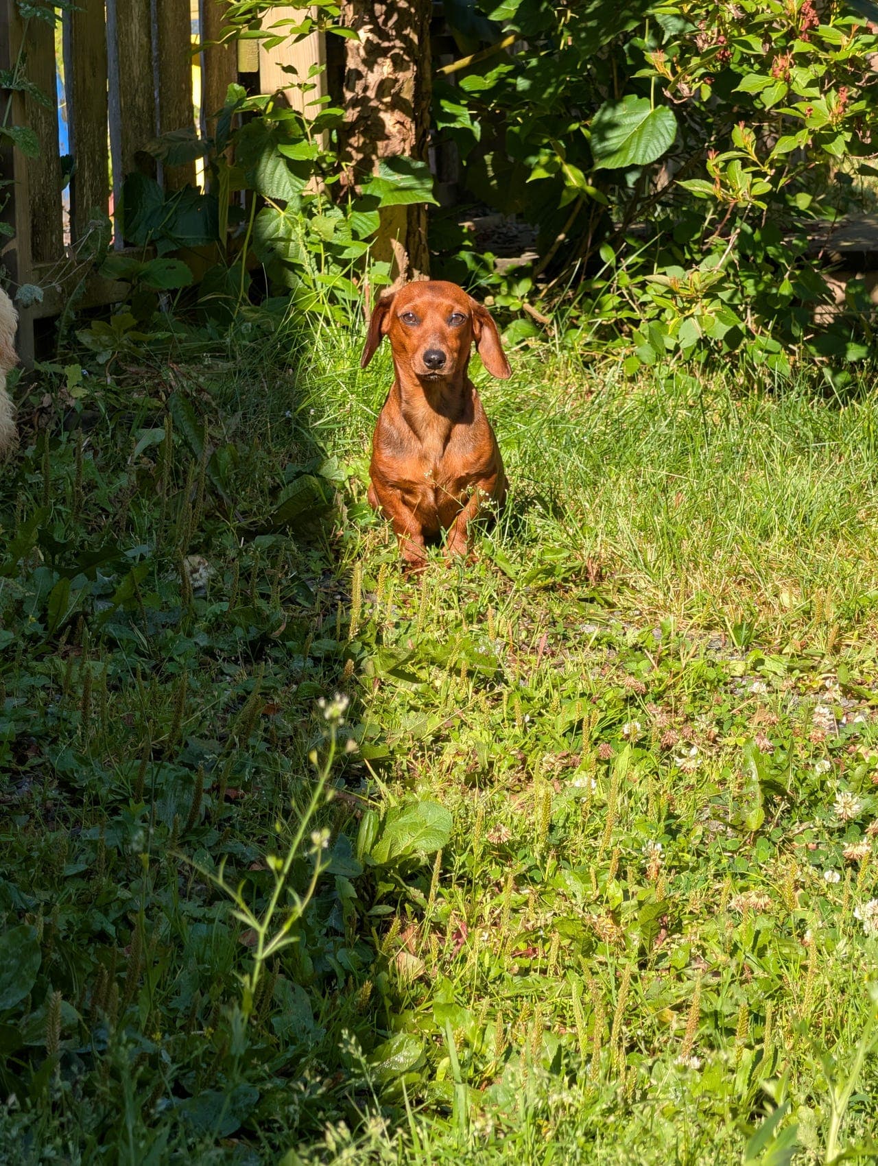🐾 Dverg kanindachshund – eksklusivt kull med 3 nydelige valper ❤️