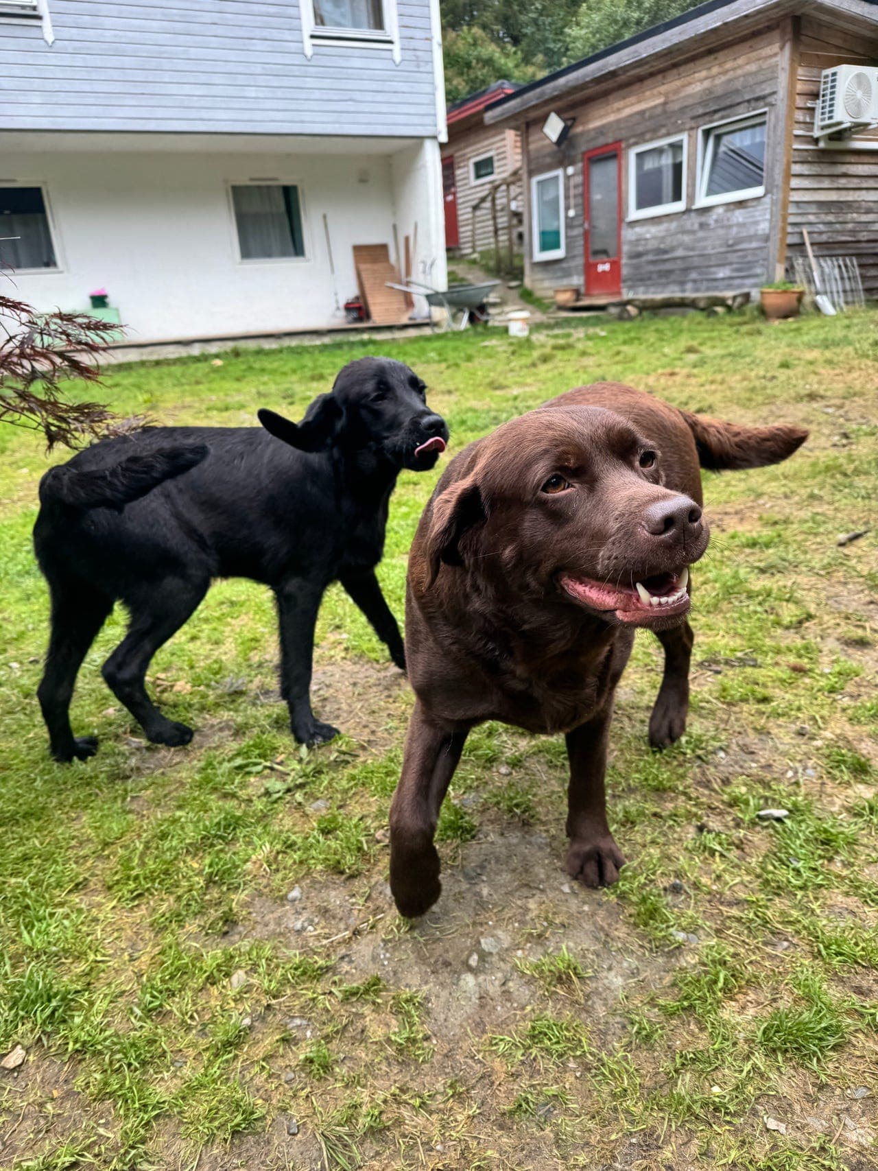 🐾 Nydelig Labrador Gutt 🥰🥰