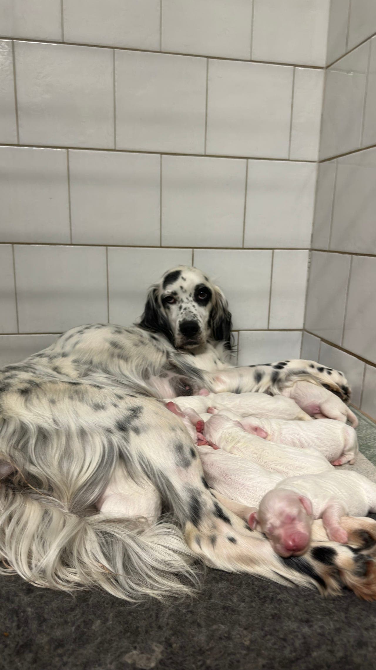 Engelsk setter valper