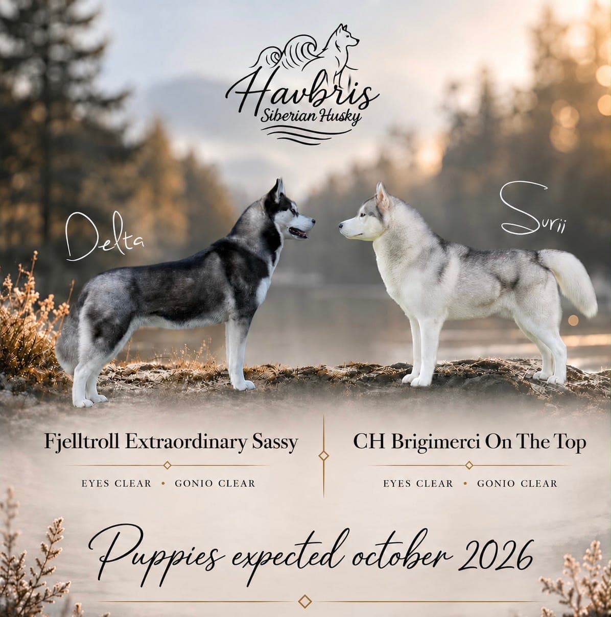 Siberian Husky - valper