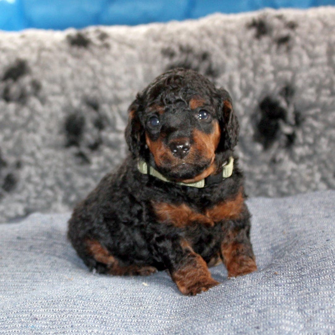 MELLOMPUDDELVALPER LEV.KLARE 20/9 TOFARGEDE FRA DREAM POODLES