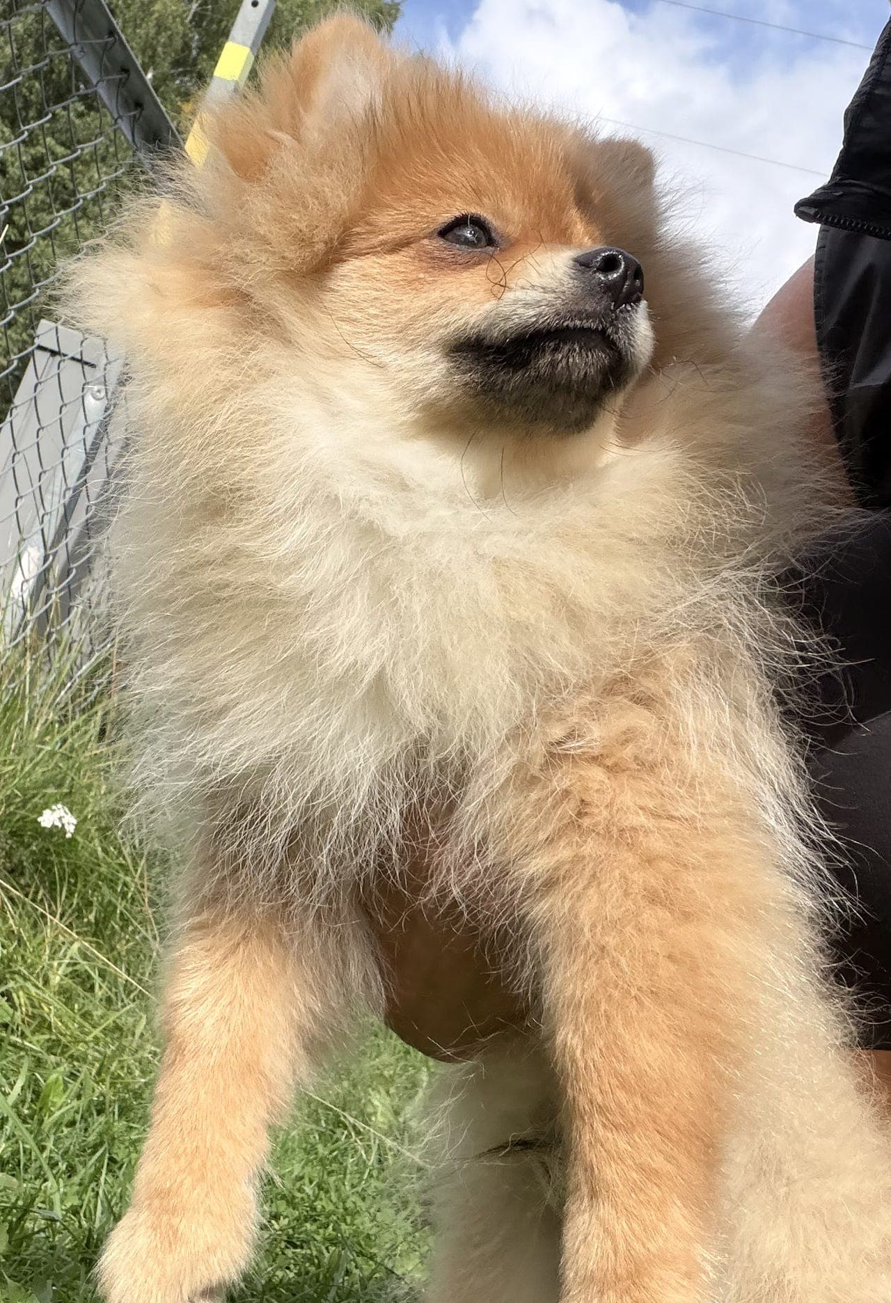 Valper pomeranian spitz