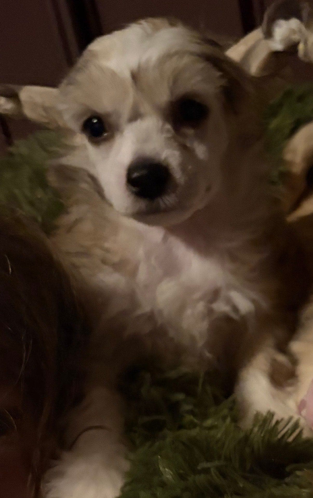 Chinese crested powder puff