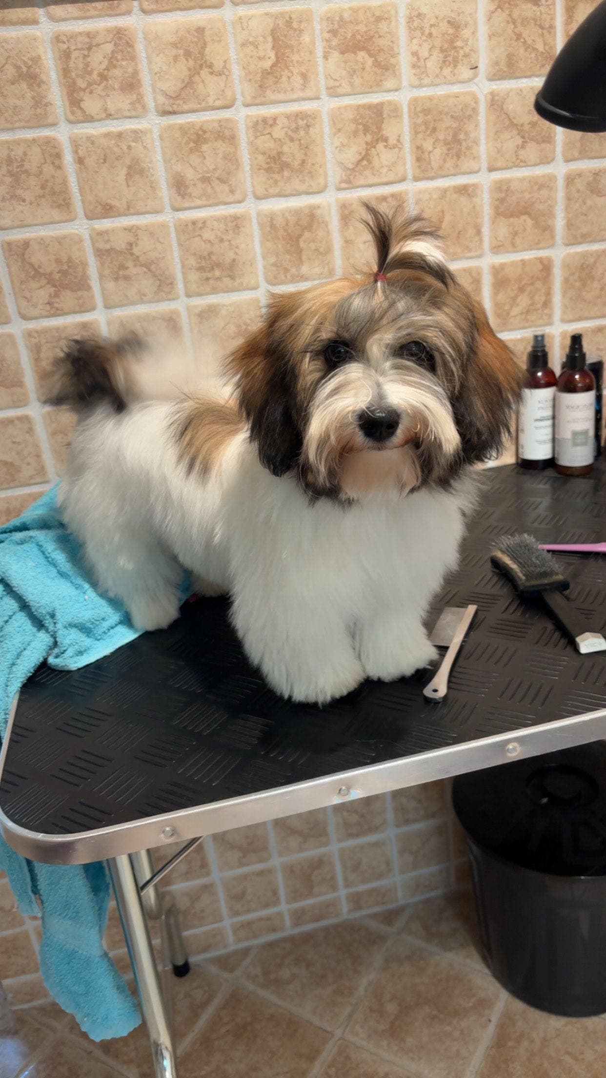 Bichon havanais tispe, 5 måneder, vurderes solgt