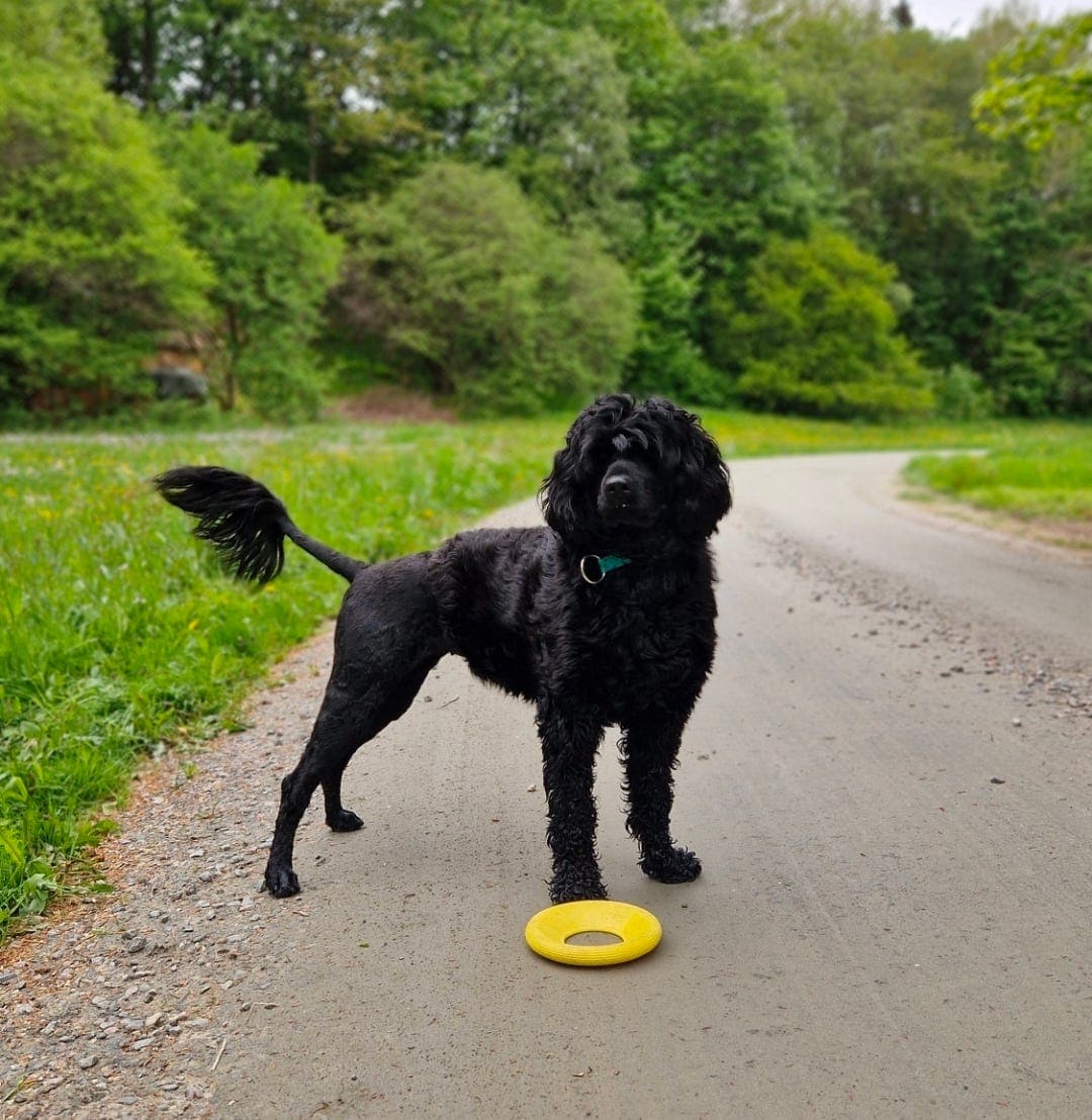 Portugisisk vannhund - valper ventes