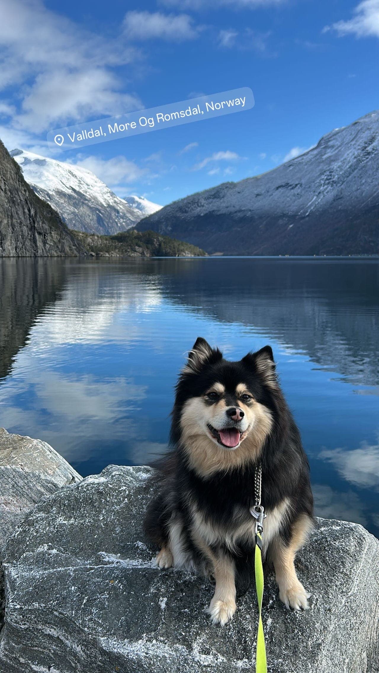Finsk Lapphund vurderes omplassert