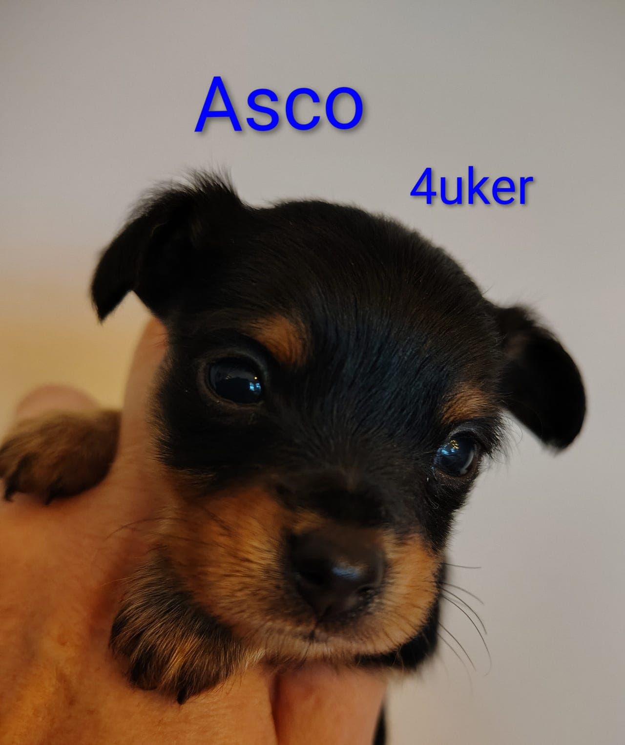 Kennel ❤️🐾 HjerteLabben presenterer: