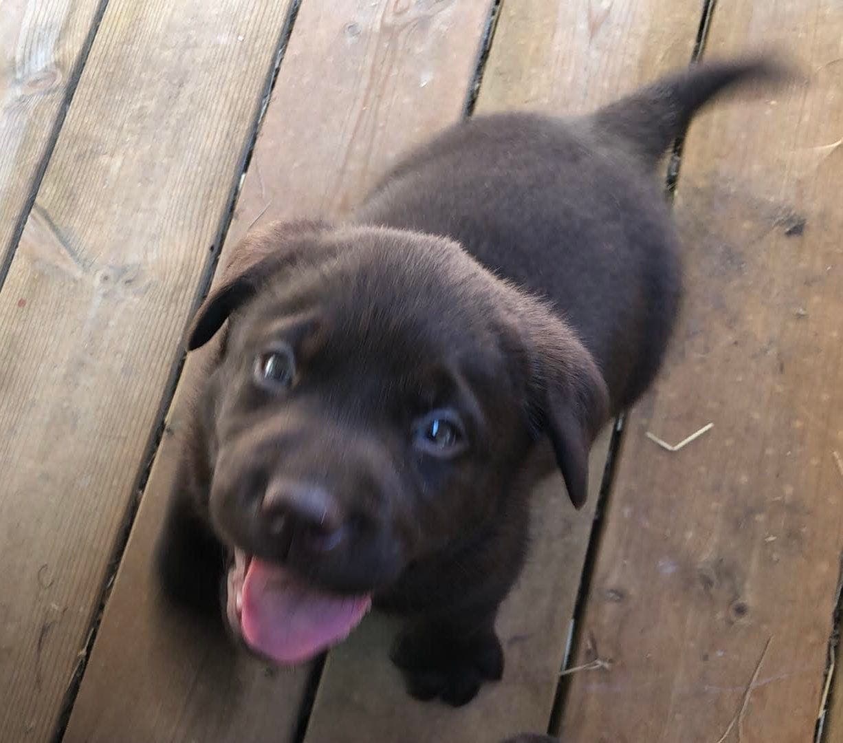 Labrador valper