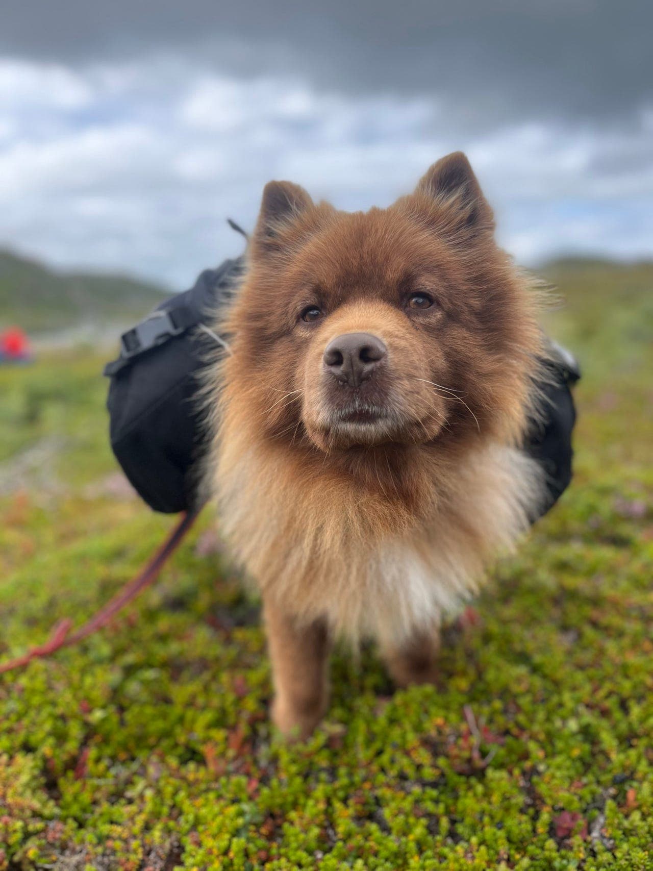 Lyst på hund, men ikke hele tiden?