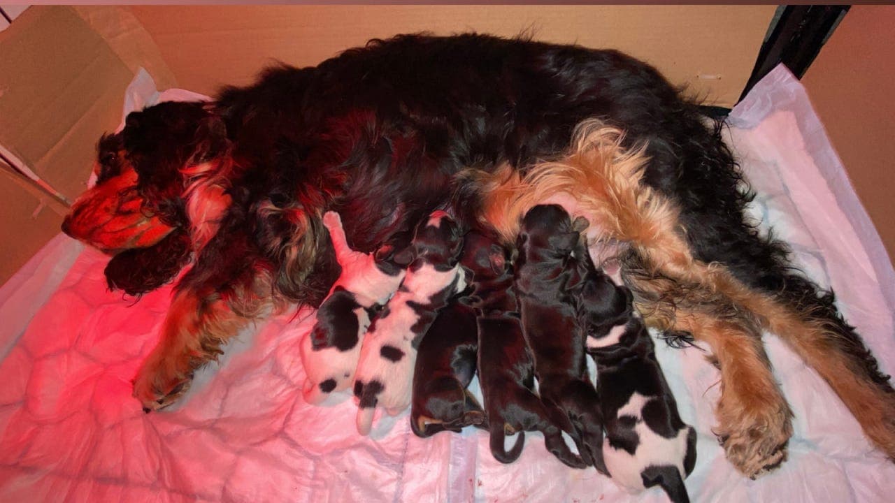 6 flotte Engelsk cocker spaniel valper født