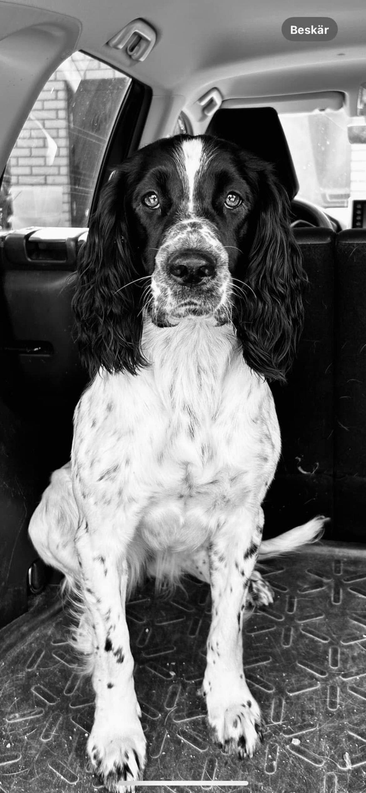 Engelsk Springer Spaniel