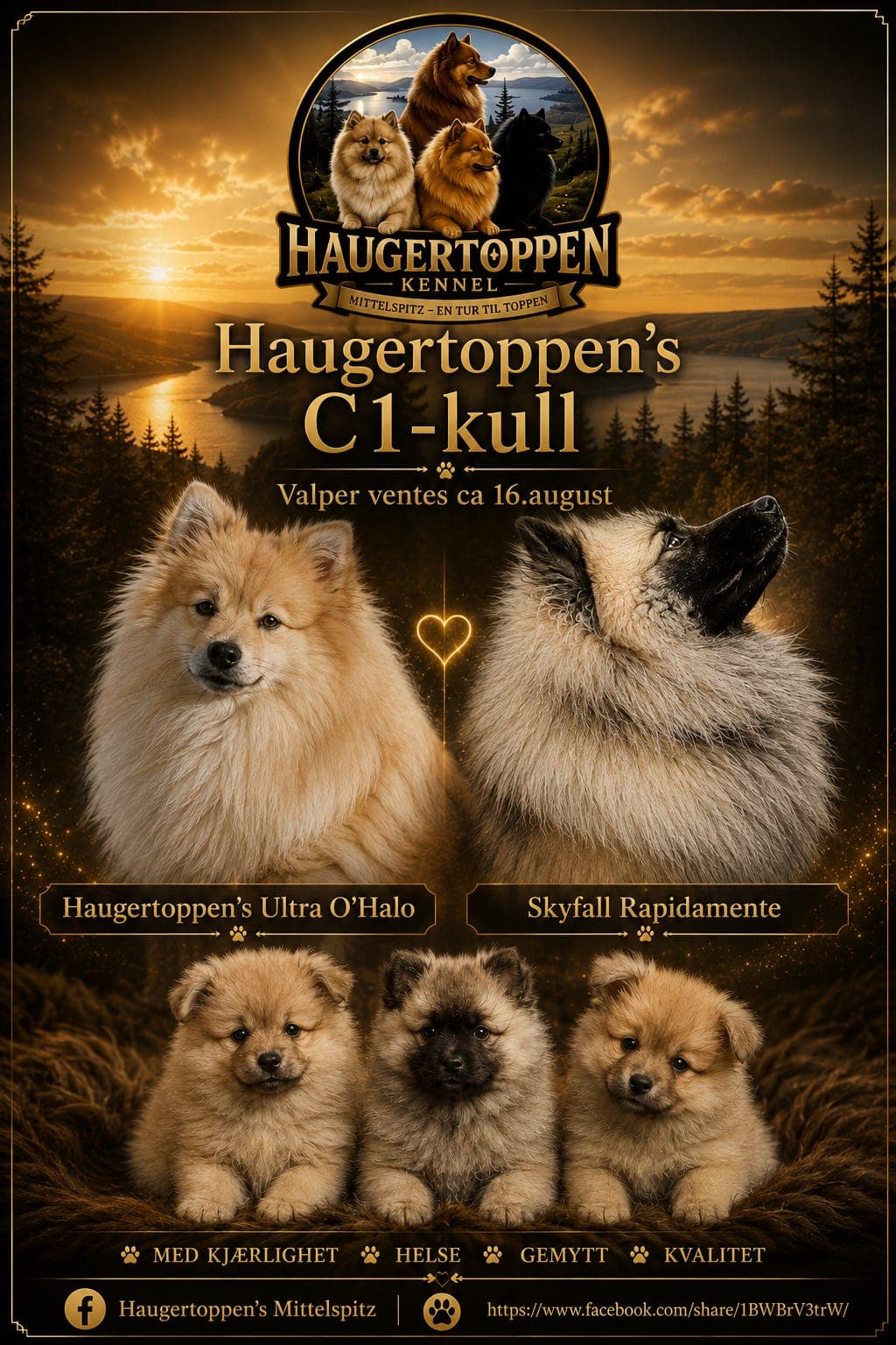Mittelspitzvalper ventes på Haugertoppen
