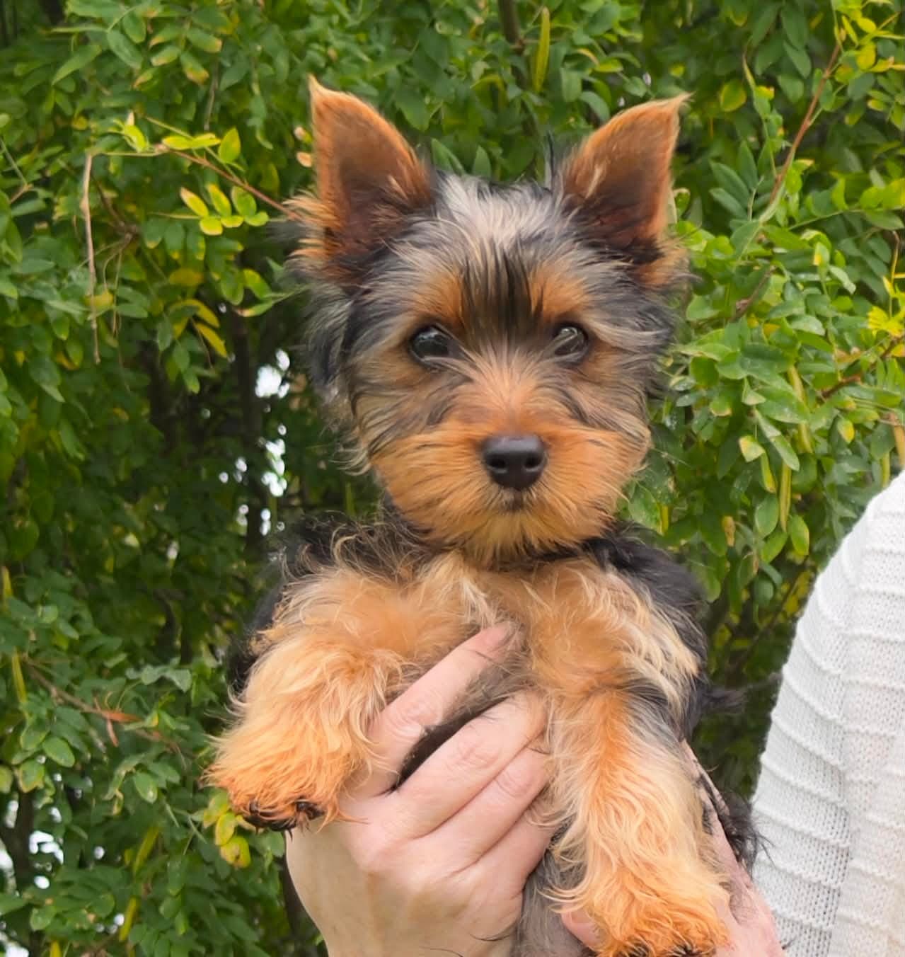 Silky Terrier gutt ønsker godt hjem!