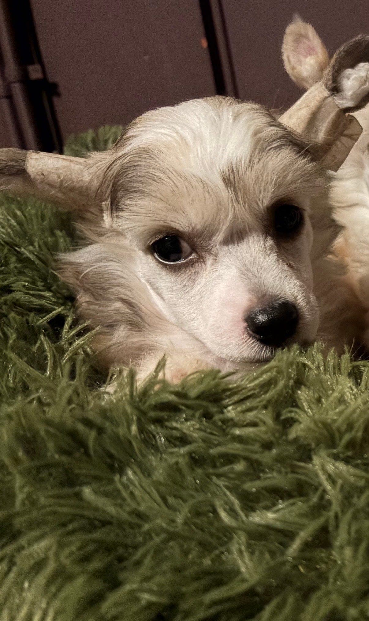 Chinese crested powder puff