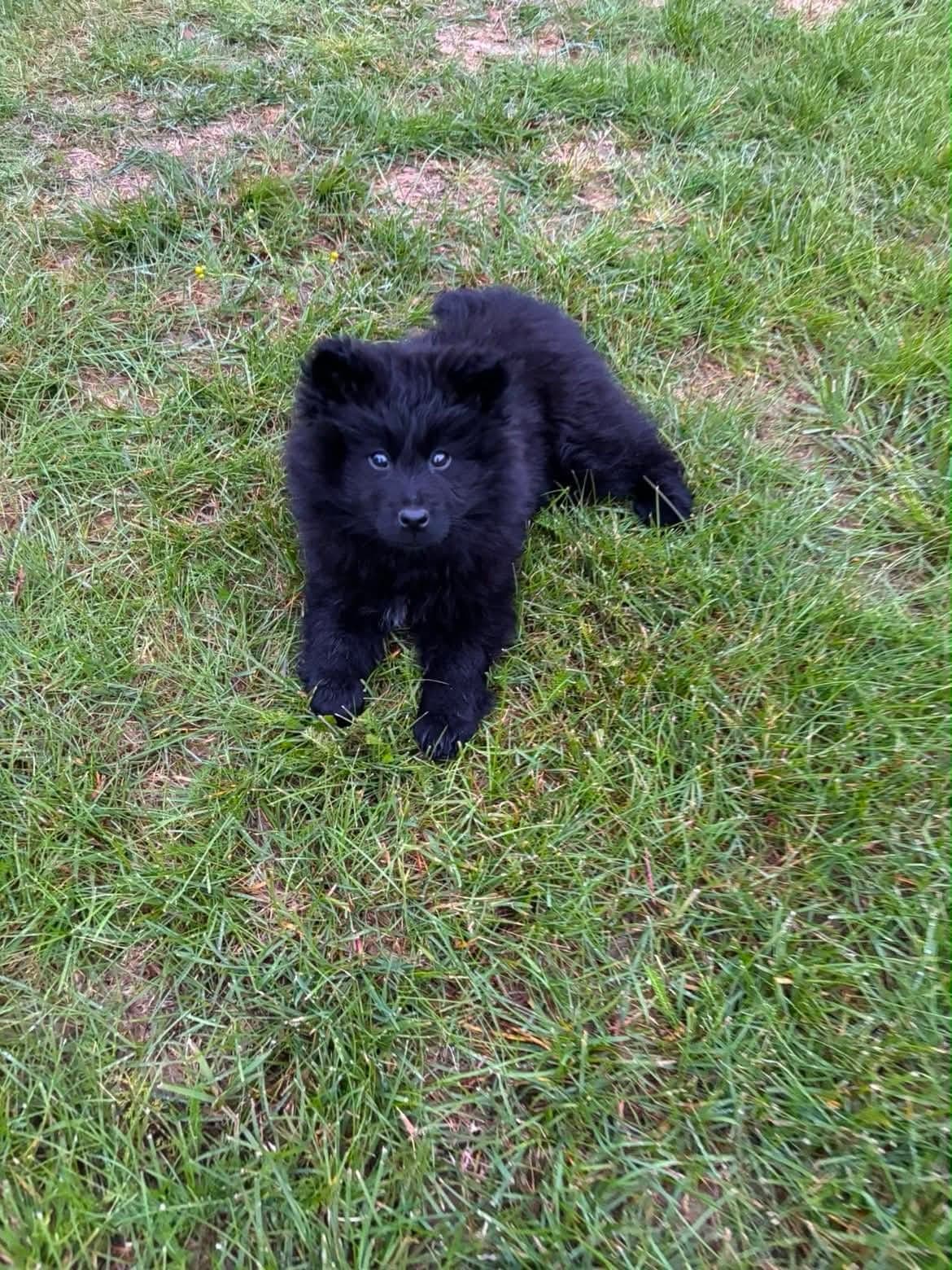 Svensk lapphund valper