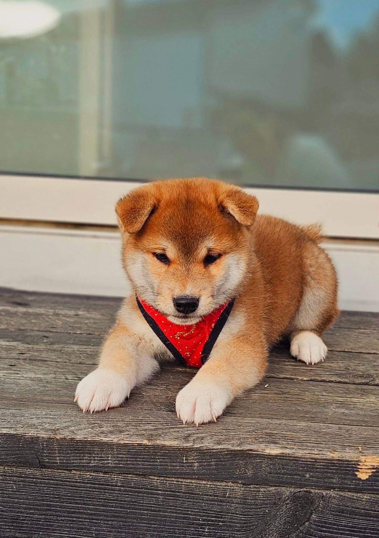 Nydelig Shiba inu Guttevalp