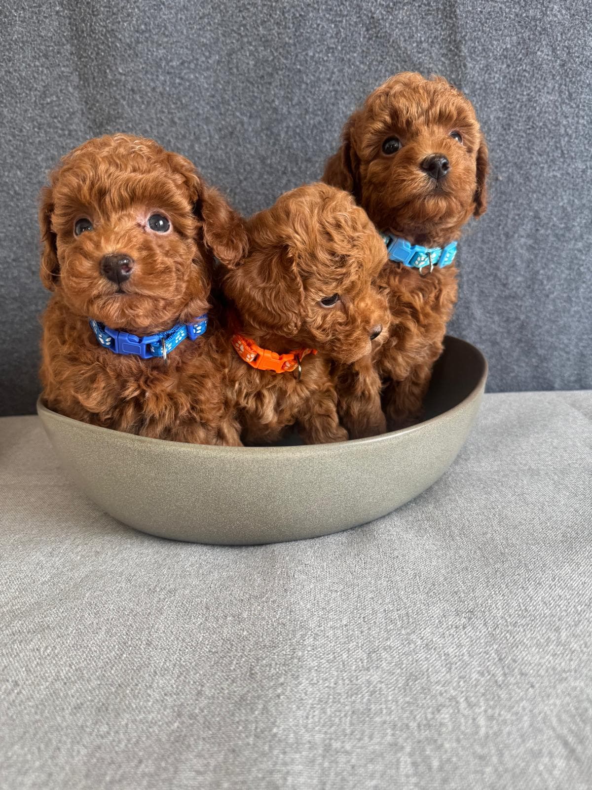 Toy Puddel