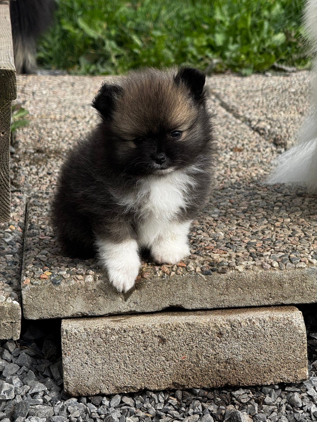 Liten nkk reg kleinspitz tispe