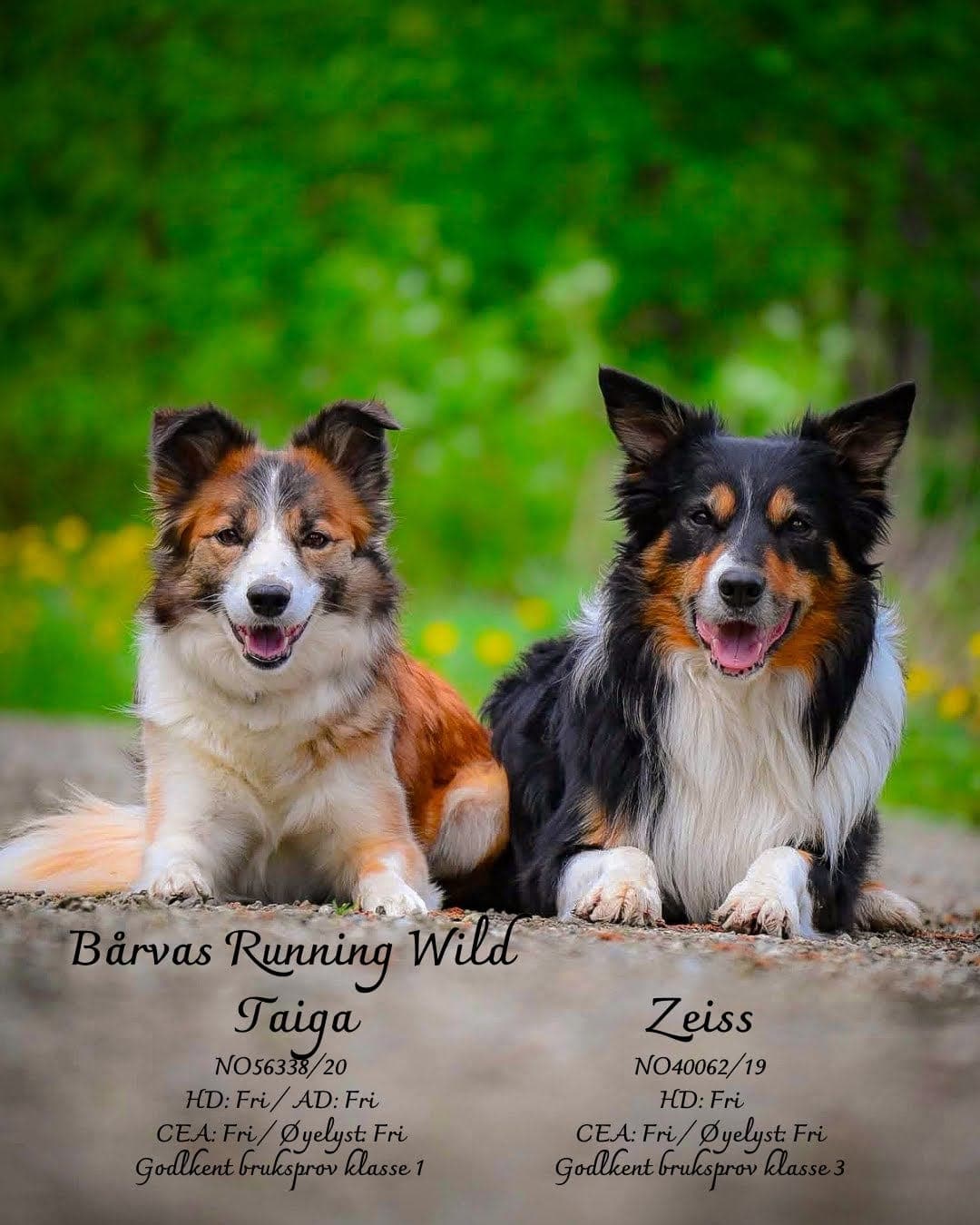 Border Collie valper. Leveringsklare 02.09.26