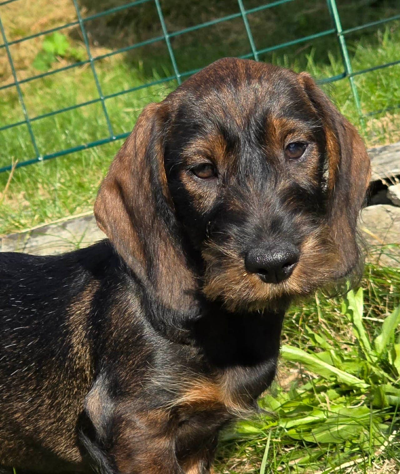 Dachshund strihåret valper