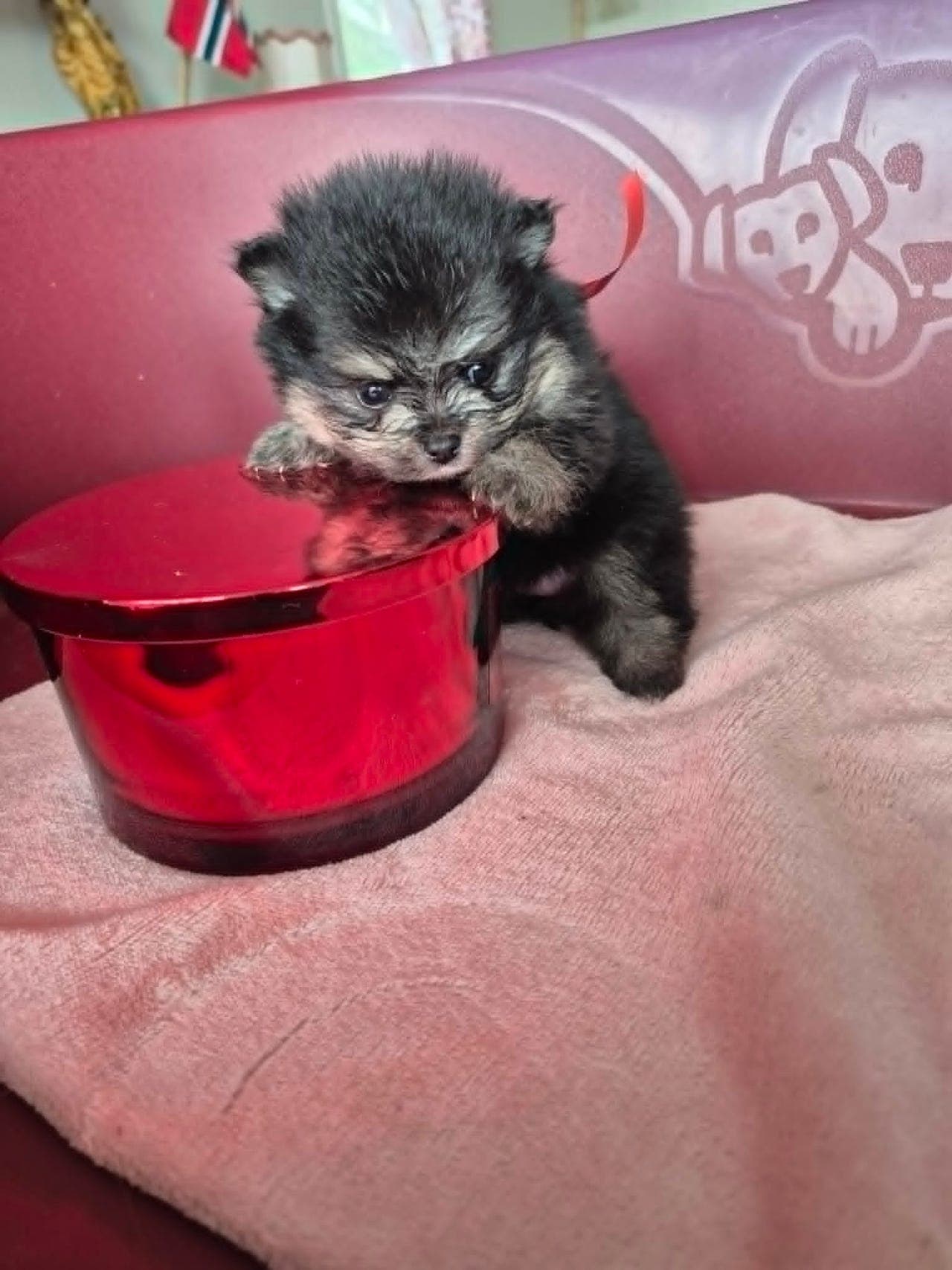 🐾 Nydelige Pomeranian-valper – en hann og to tisper 🐾