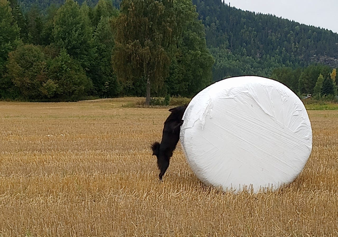 Ung Buhundgutt selges fra oppdretter.