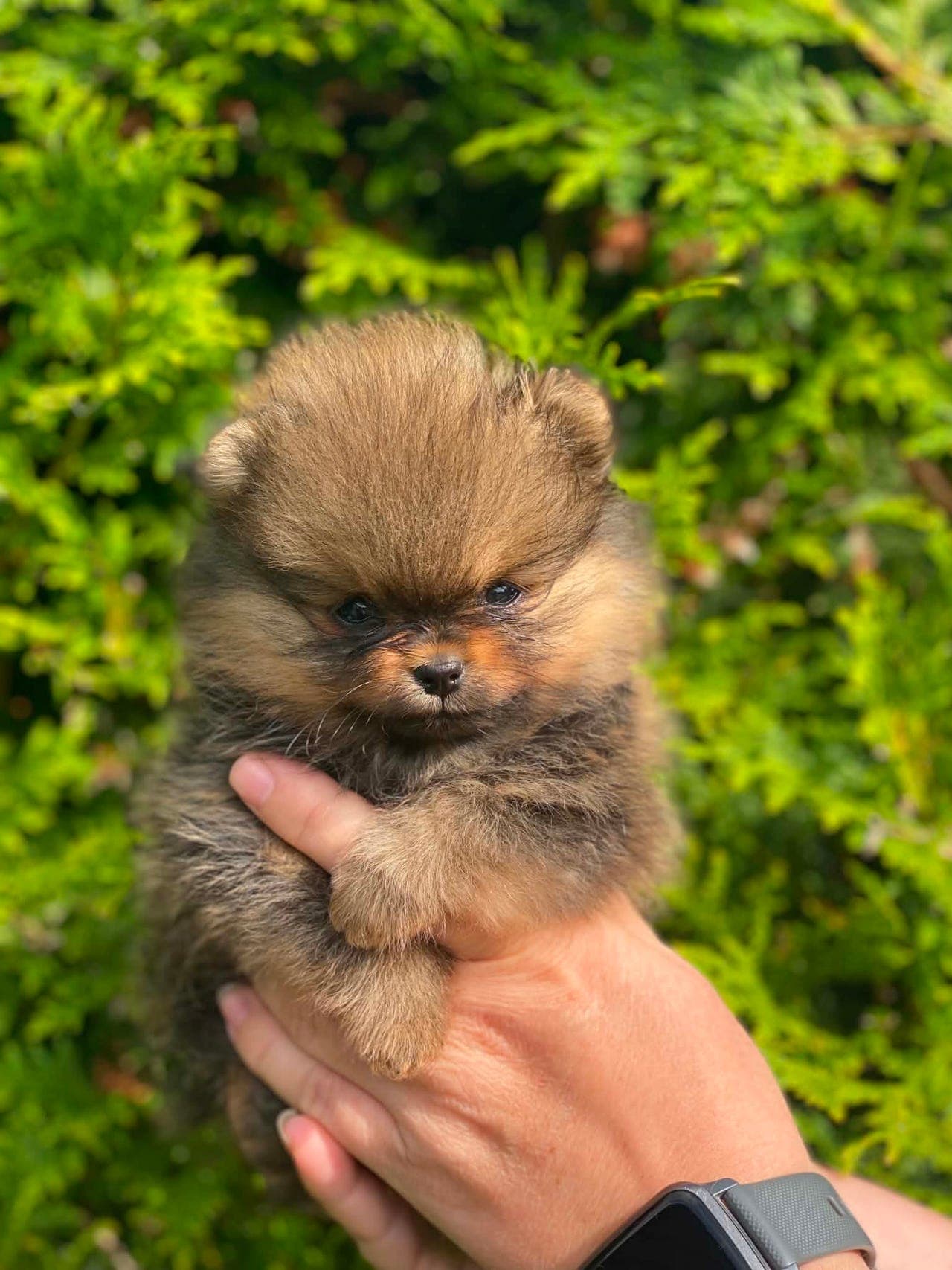 Nydelige pomeranian valper til salgs