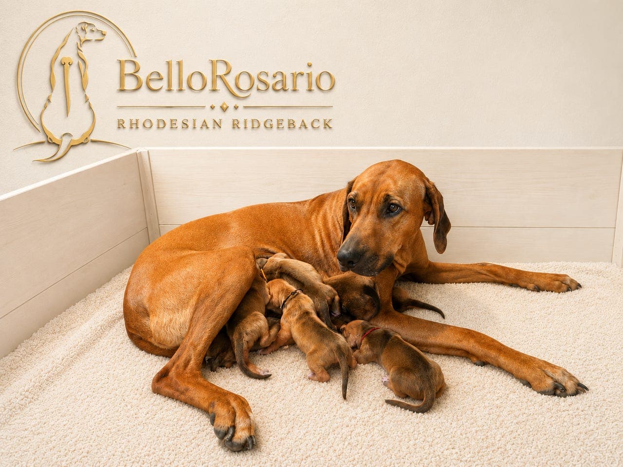 Rhodesian Ridgeback