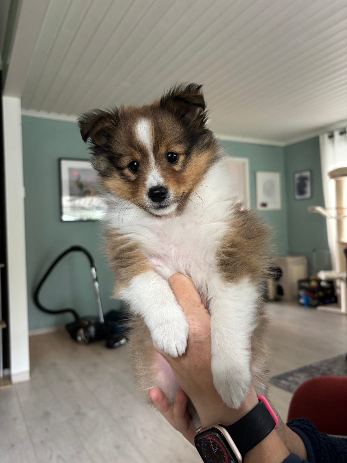 Shetland sheepdog tispe