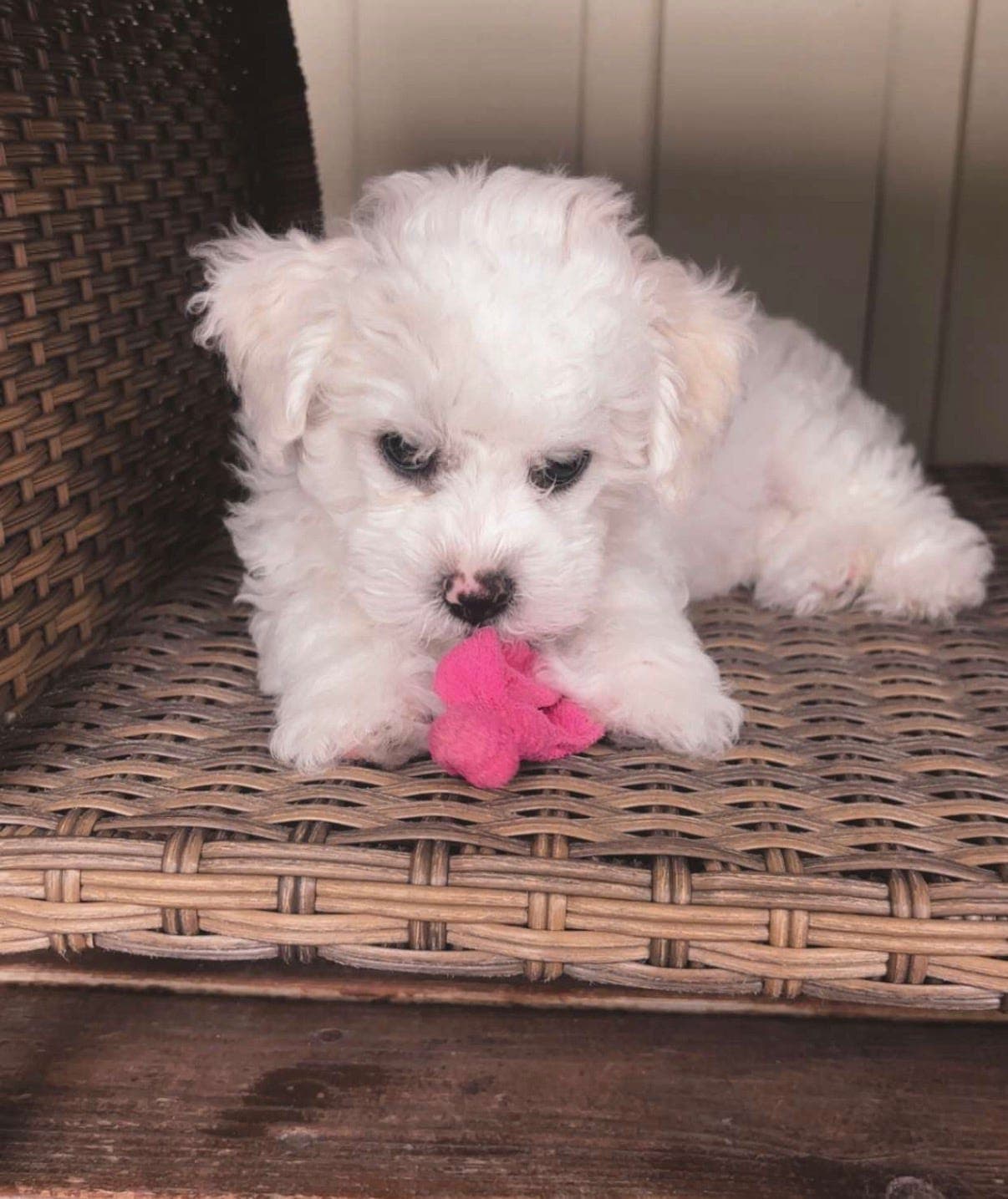 Leveringsklar Bichon frise-gutt