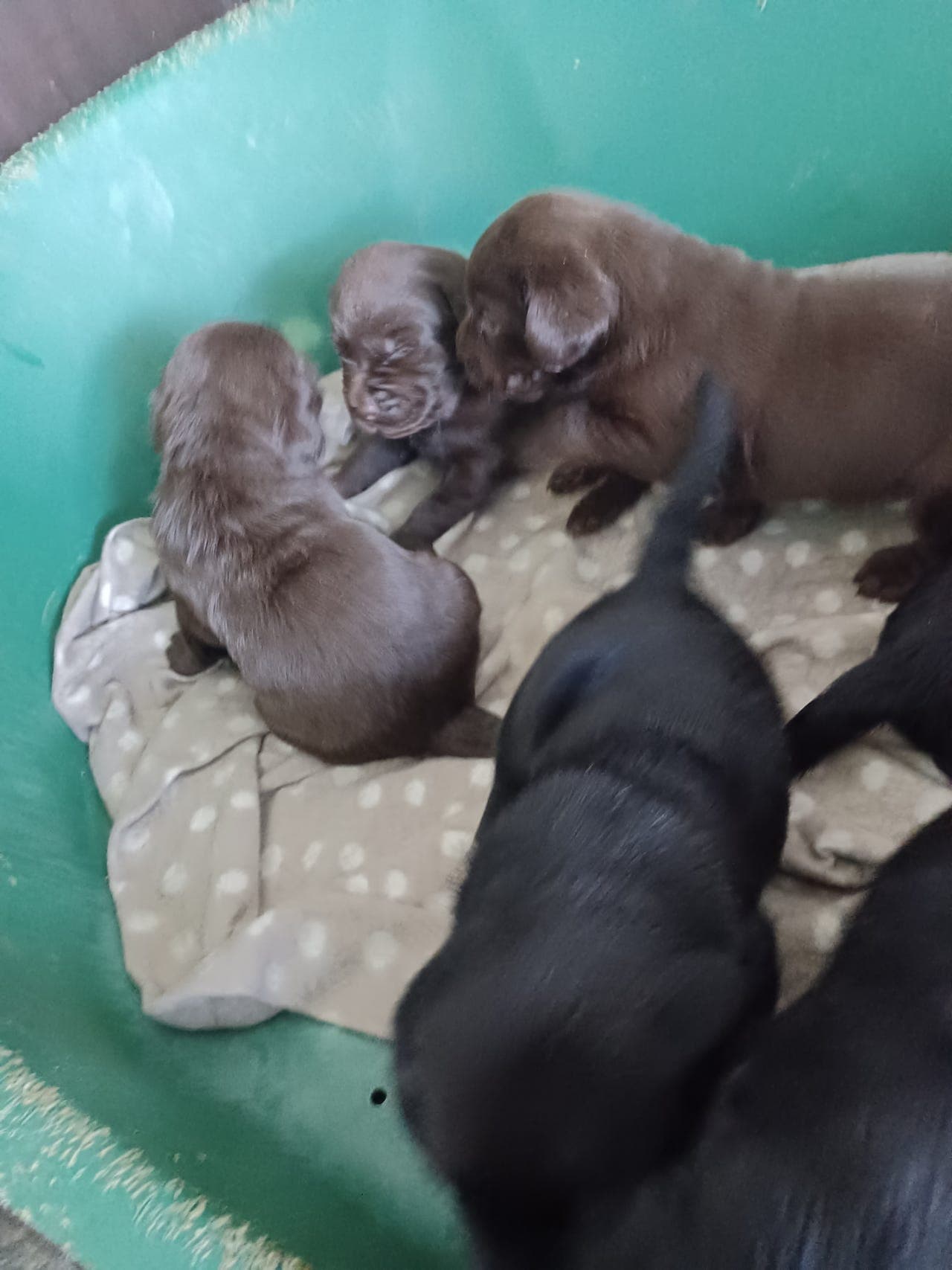 LABRADOR HVALPER