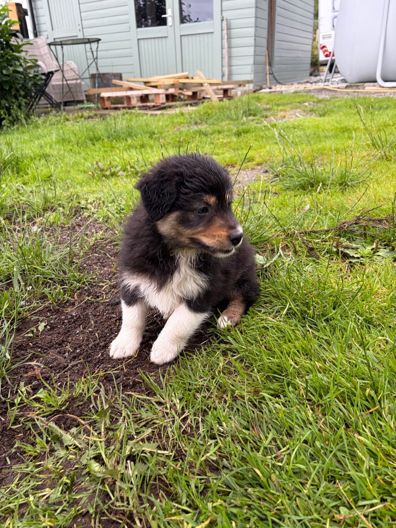 Australian  shepherd valp