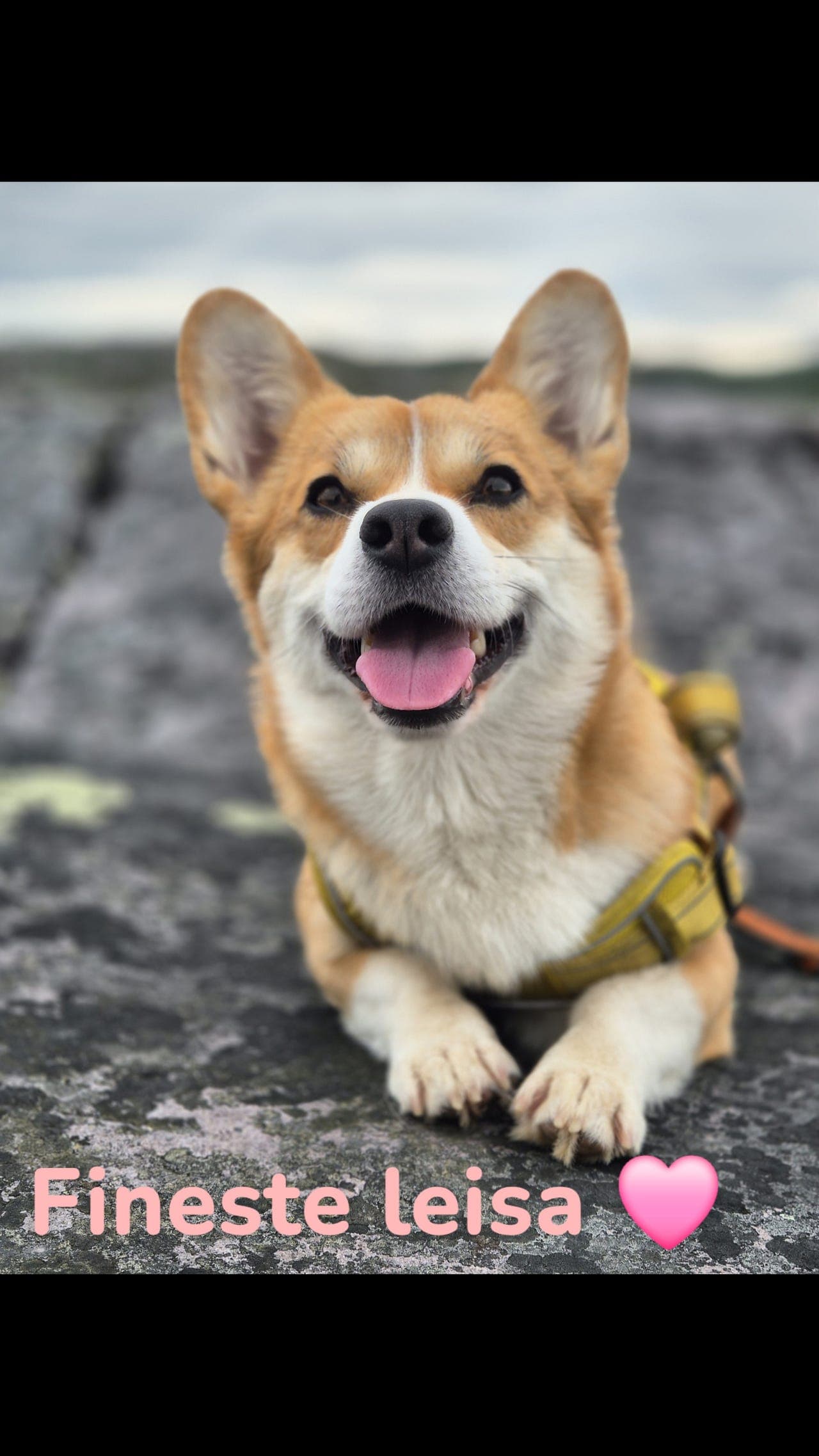 Corgi Prembroke valper ventes