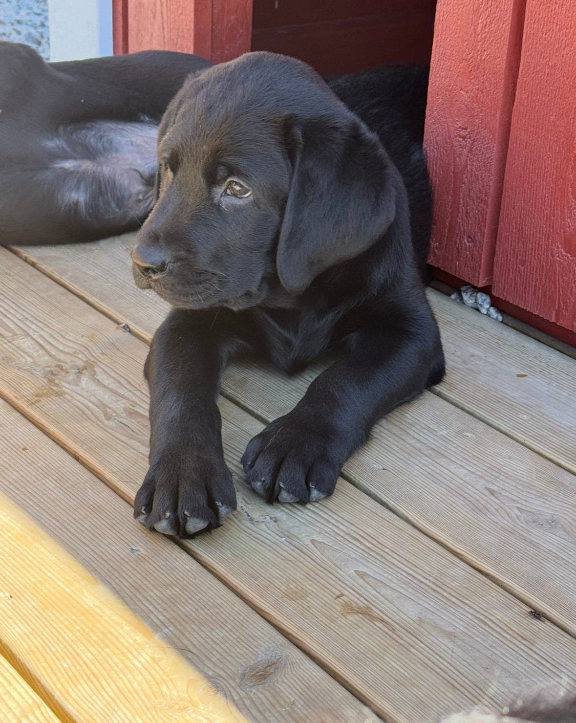 Leveringsklar Labrador