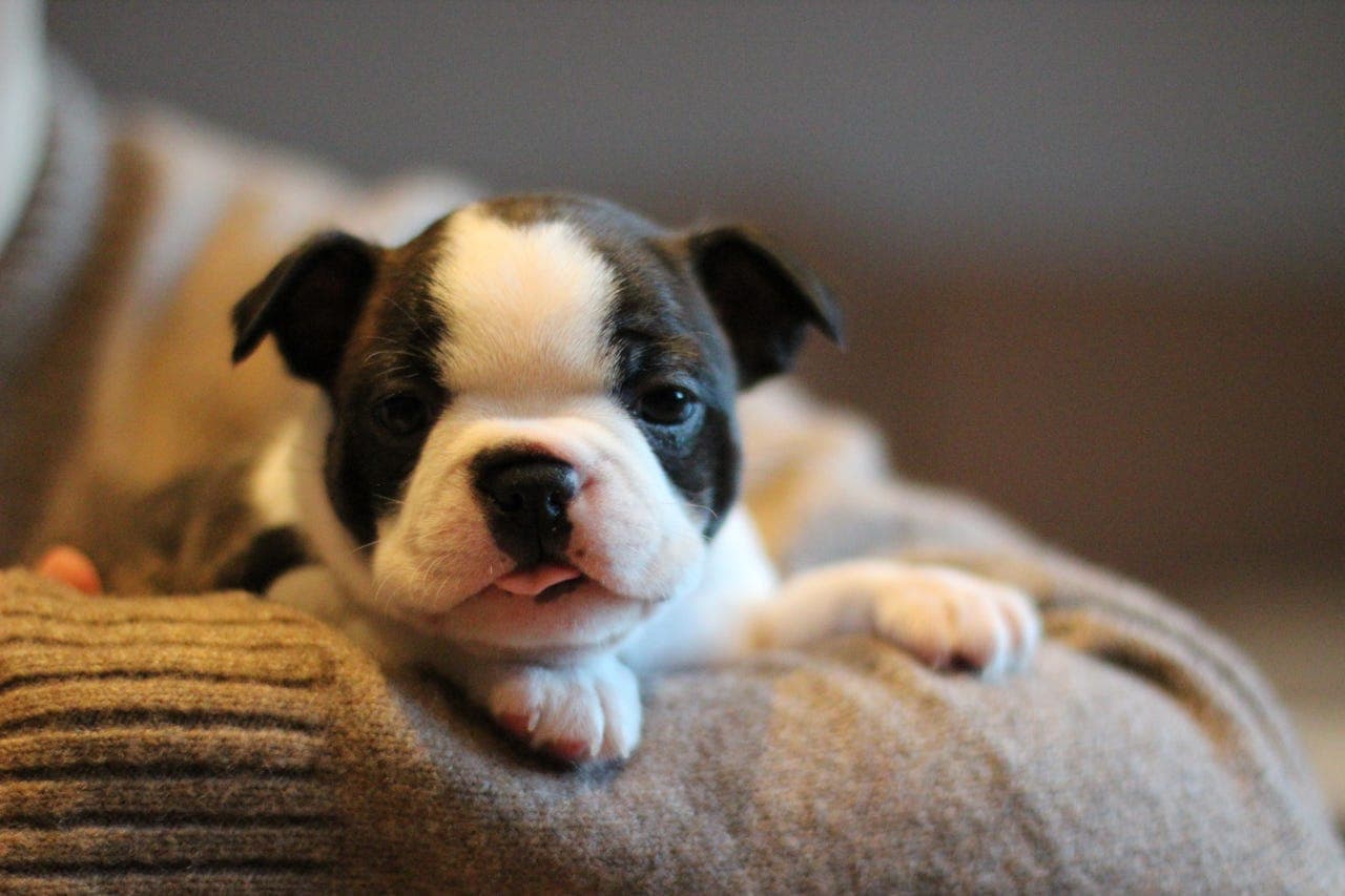 Boston Terrier valp