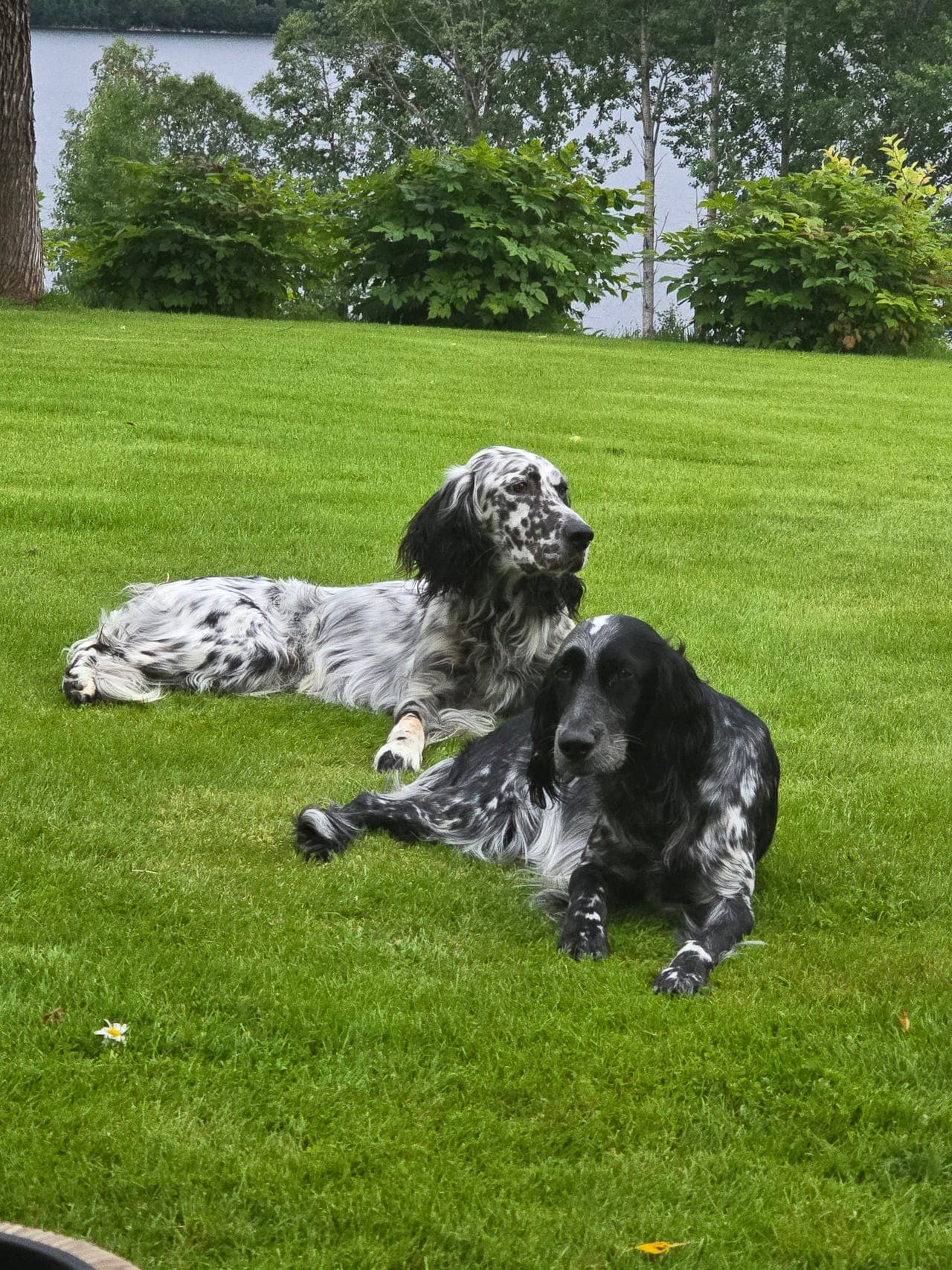 Engelsk setter valper født 26.08.26