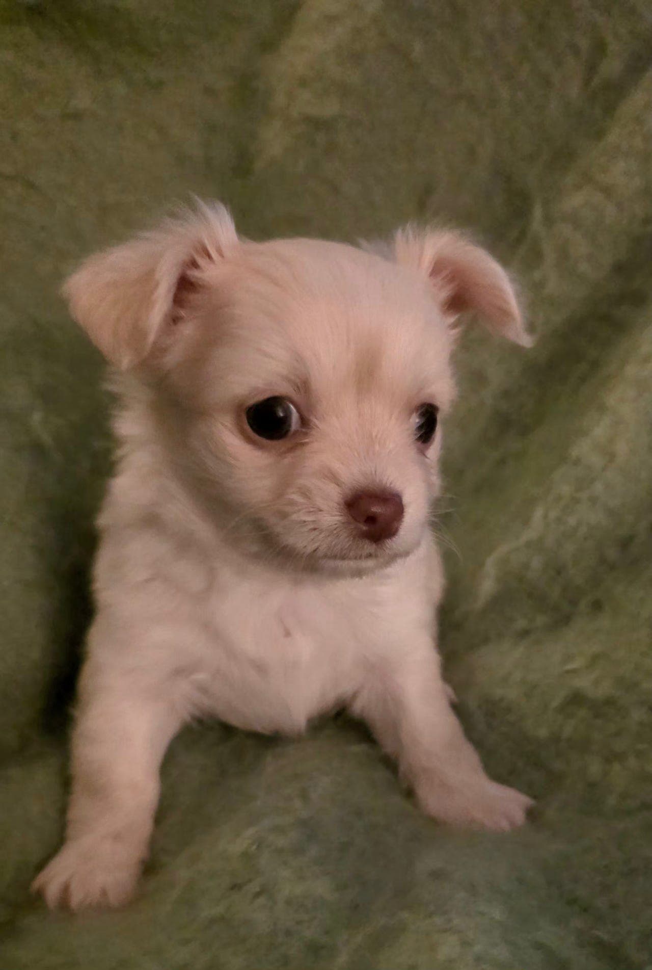 LH chihuahua gutter.