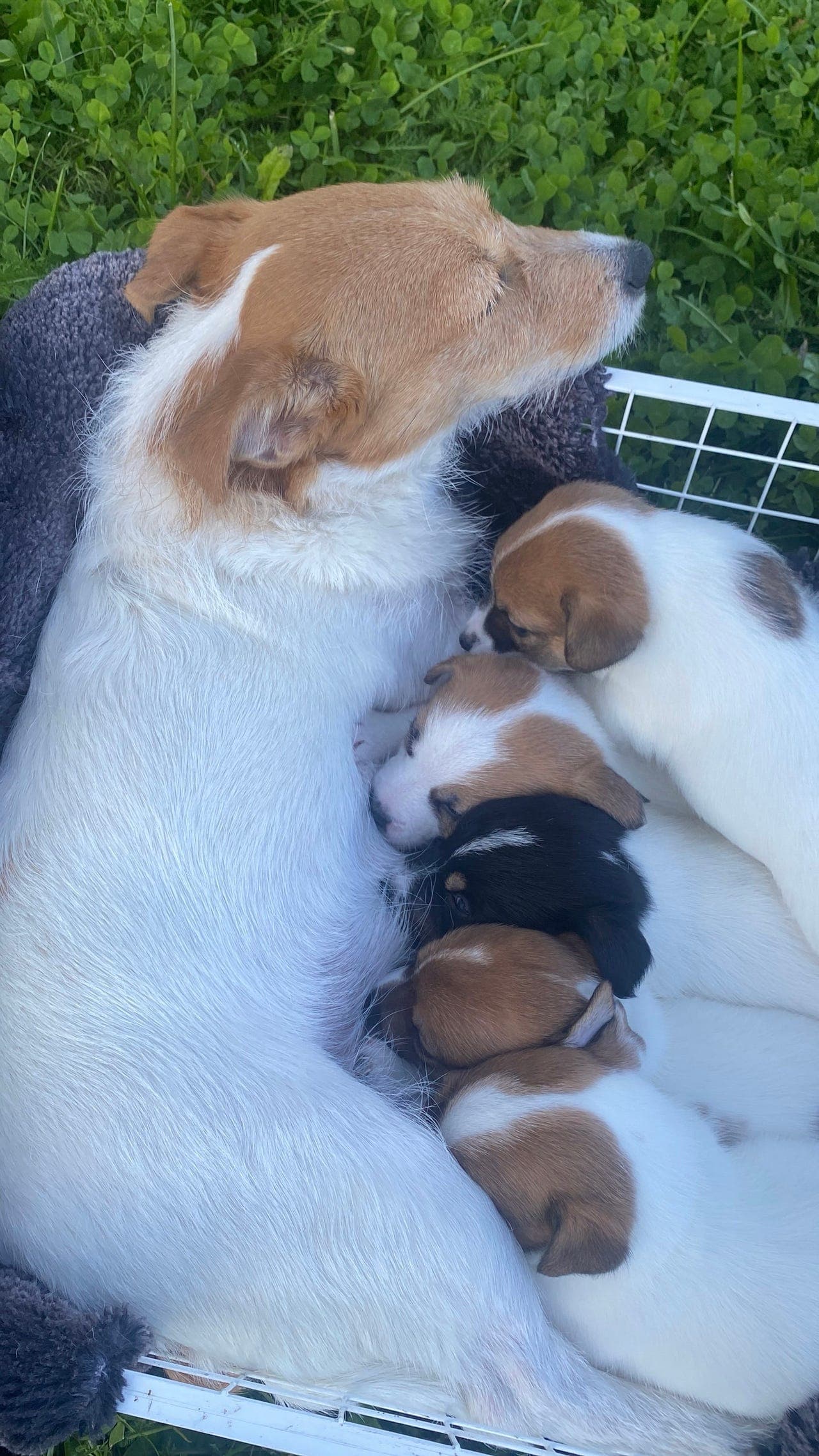 Jack Russell valper