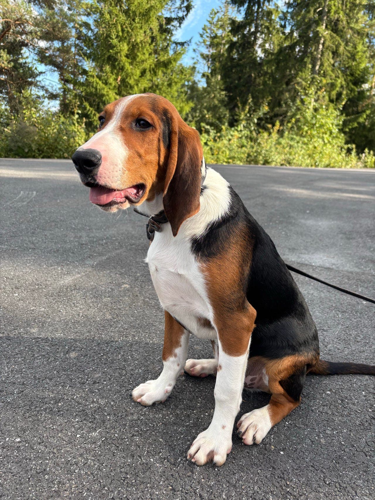 Finskstøver/støver/harehund
