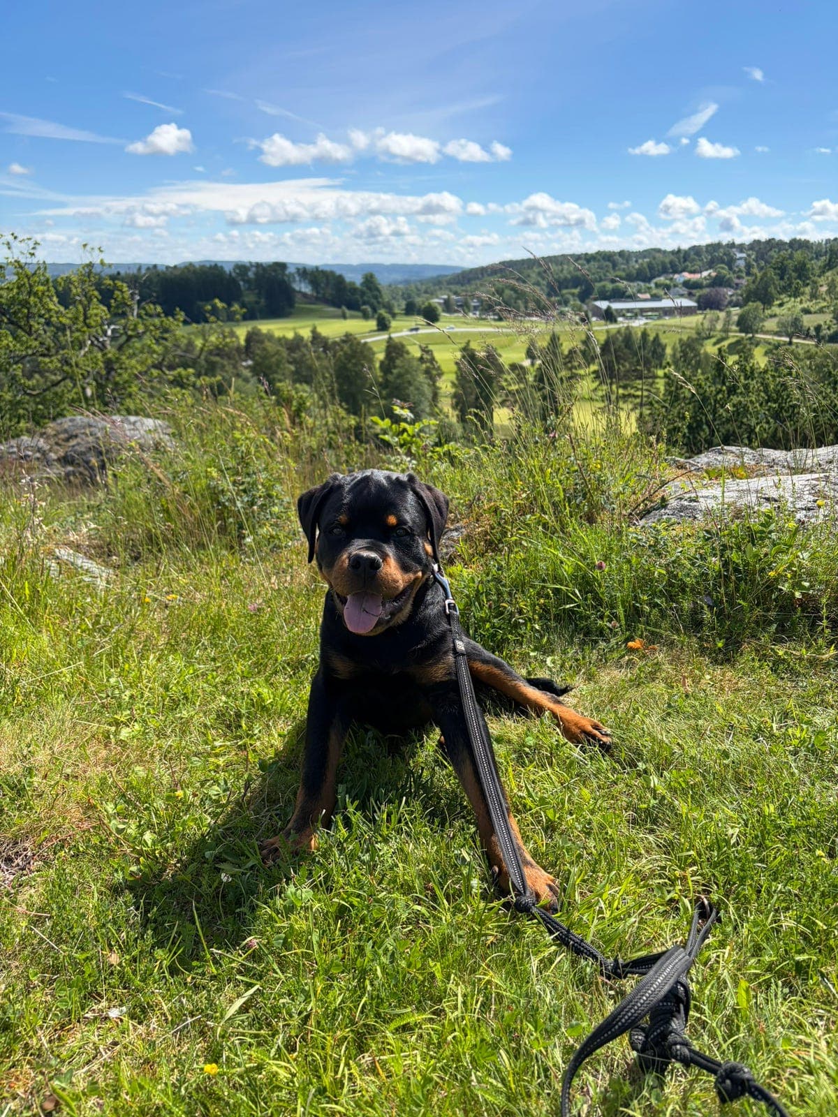 Rottweiler valp