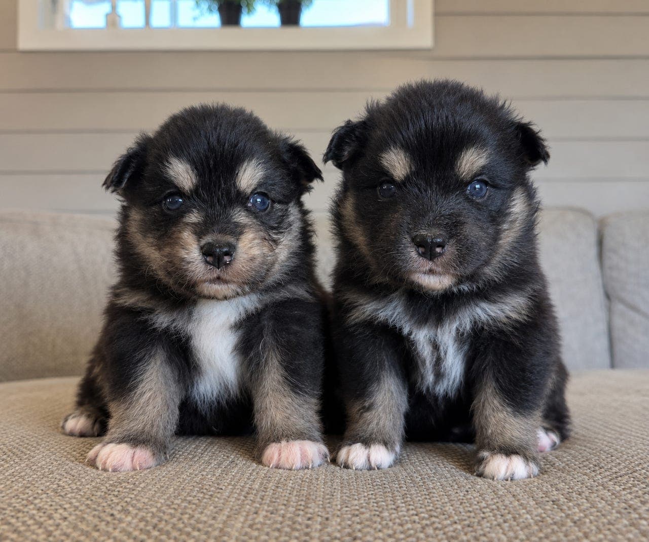 Finnsk lapphund valper