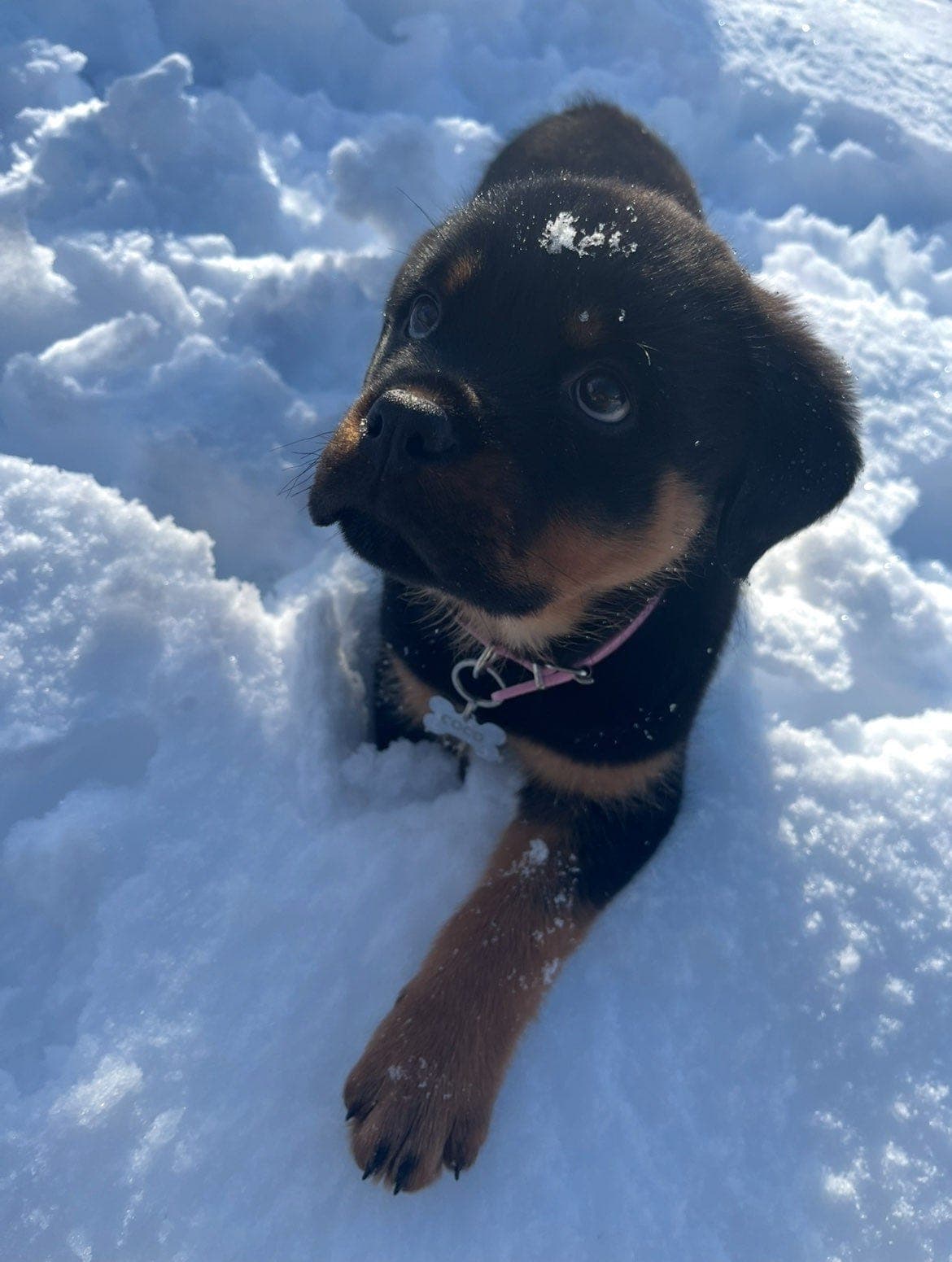 Rottweiler valp vurderes omplassert💓